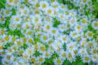 USA, Washington State, Seabeck. Multiple exposure of daisy flowers. Art Print